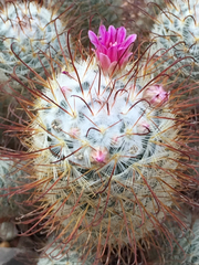 Mammillaria bombycina