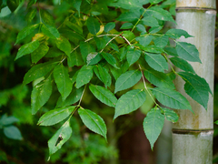 Picrasma quassioides, photograph (c) りなべる, some rights reserved (CC BY)