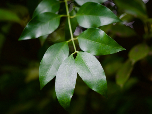 Gardneria nutans (Gardneria nutans)