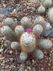 Mammillaria bombycina