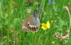 Coenonympha hero