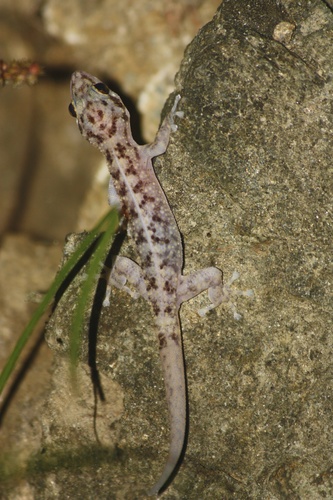 Yellowbelly Gecko