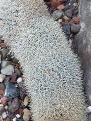 Mammillaria matudae