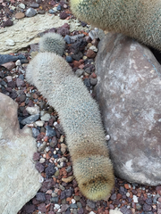 Mammillaria matudae
