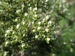 Brachyglottis cassinioides