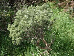 Brachyglottis cassinioides