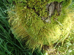 Leptostomum inclinans