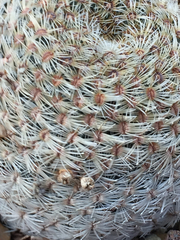 Mammillaria huitzilopochtli