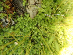 Leptostomum inclinans