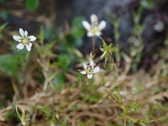 Stellaria gracilenta
