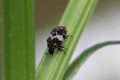 Anthrenus pimpinellae