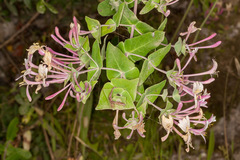Lonicera implexa