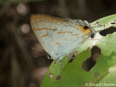 Hypolycaena thecloides
