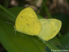 Eurema hecabe hecabe