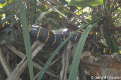 Boiga melanota