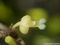 Dendrobium aloifolium