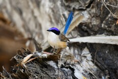 Purple-Crowned Fairywren photo 4