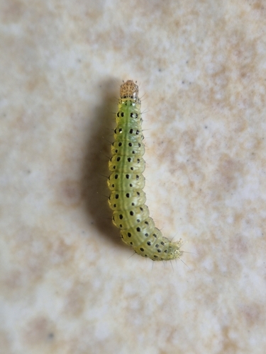 Mint Moth, photo 6 of 9