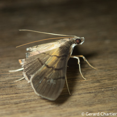 Bacotoma