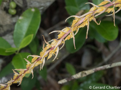 Bulbophyllum rufinum
