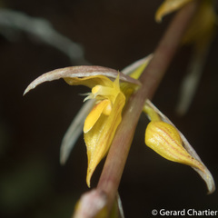 Bulbophyllum rufinum