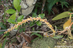Bulbophyllum rufinum