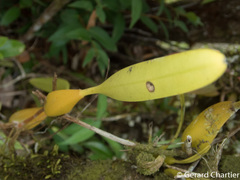 Bulbophyllum rufinum