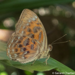 Taxila haquinus berthae
