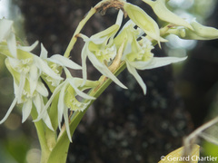 Dendrobium kratense