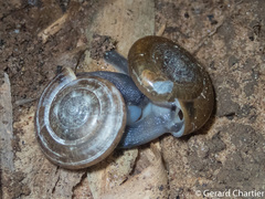 Ariophantidae