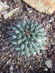 Thelocactus