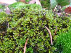 Bryopsida