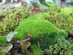 Bryopsida