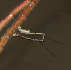 Rhadinosticta simplex