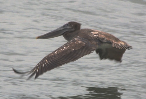 Pelecanus occidentalis