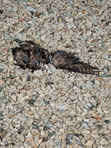 View observation of {o.common_name} on iNaturalist