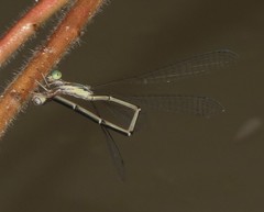 Rhadinosticta simplex