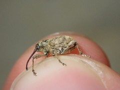Curculio pellitus