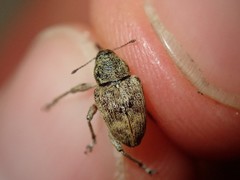 Curculio pellitus