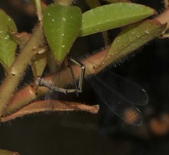 Rhadinosticta simplex