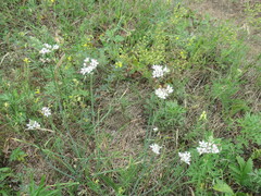 Flowering Onion (Allium ramosum)
