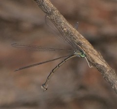 Rhadinosticta simplex