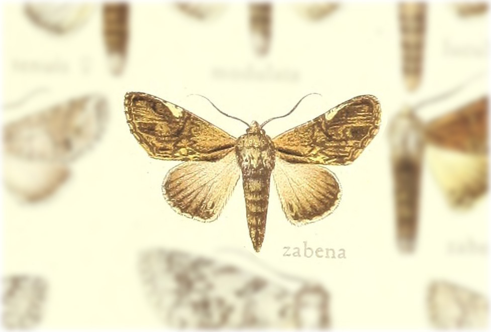 Chadisrochroa zabena
