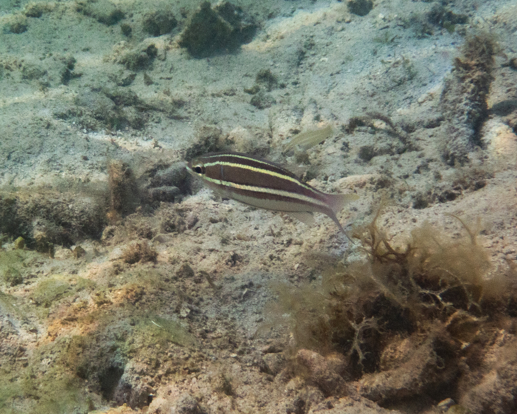 Threadtail bream