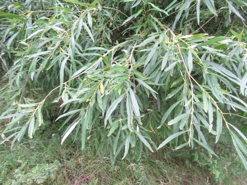 Gmelin's willow (Salix gmelinii)