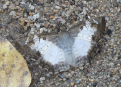 Antigonus emorsa