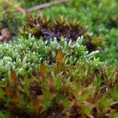 Bryopsida