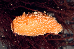 Thordisa bimaculata