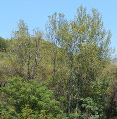 Populus brandegeei