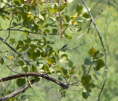 Populus brandegeei